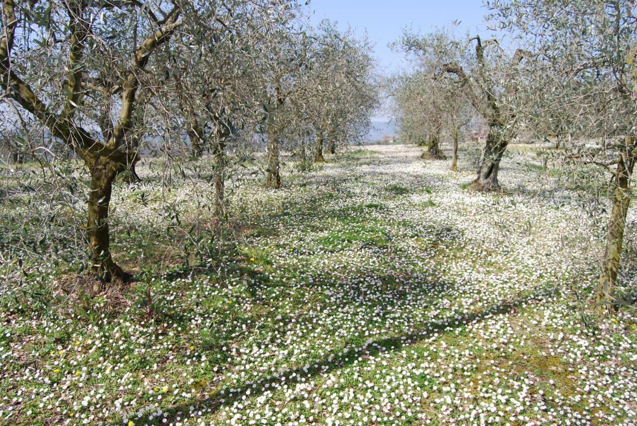 Bilocale Verde Umbria Montecastrilli Eksteriør billede